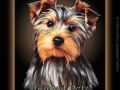 yorkiefull